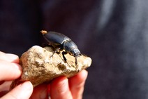 dsc_0199c.jpg