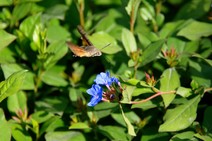 dsc_0203c.jpg