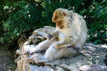 dsc_0384c.jpg