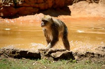 dsc_0425c.jpg