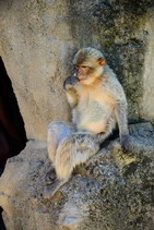 dsc_0448c.jpg
