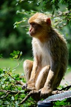 dsc_0453c.jpg