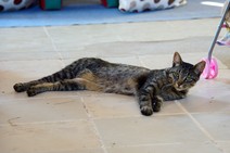 dsc_0604c.jpg