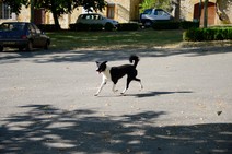 dsc_0606c.jpg