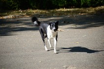 dsc_0610c.jpg