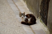 dsc_0705c.jpg