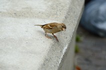 dsc_0709c.jpg